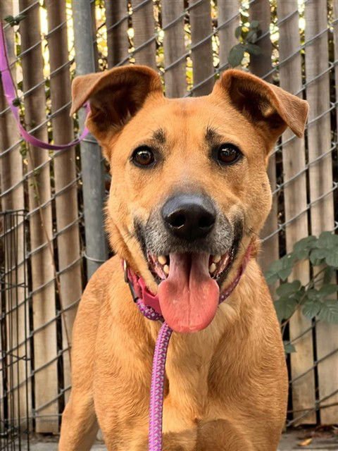 KIRA - German Shepherd Dog available for adoption