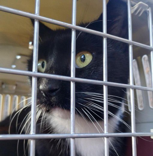 JORDAN CATALANO - Domestic Short Hair available for adoption