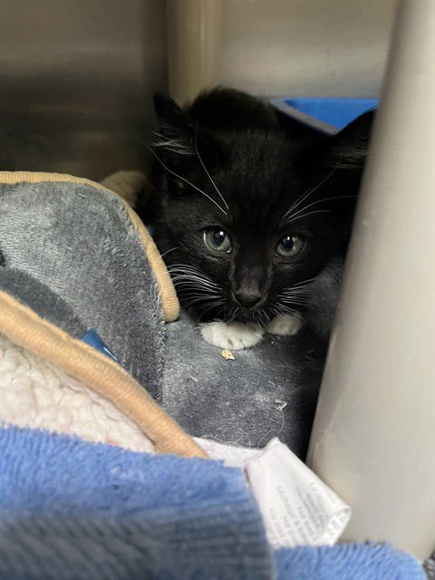 PIMENTO - Domestic Medium Hair available for adoption