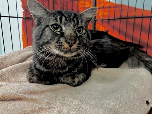 BULLSEYE - Domestic Medium Hair available for adoption