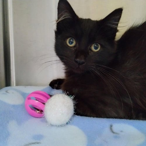 PUZZLE - Domestic Short Hair available for adoption
