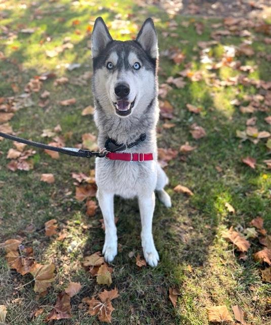 ZEUS - Siberian Husky available for adoption