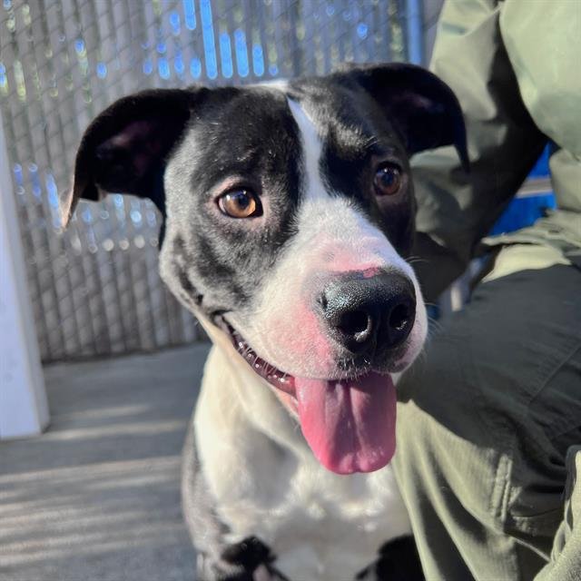 HUGGY - Pit Bull Terrier / Labrador Retriever available for adoption