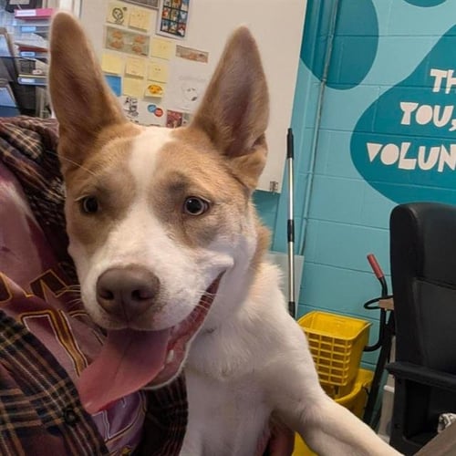 IRIS - Husky / Pit Bull Terrier available for adoption