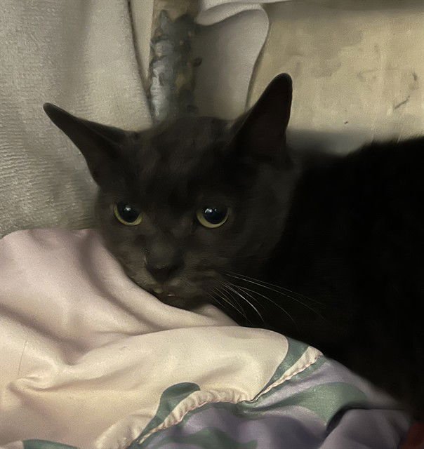 JAX - Domestic Short Hair available for adoption