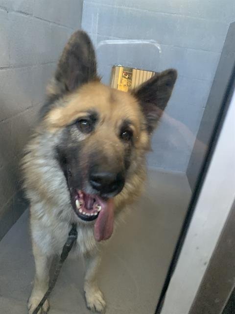 TEDDY - German Shepherd Dog available for adoption