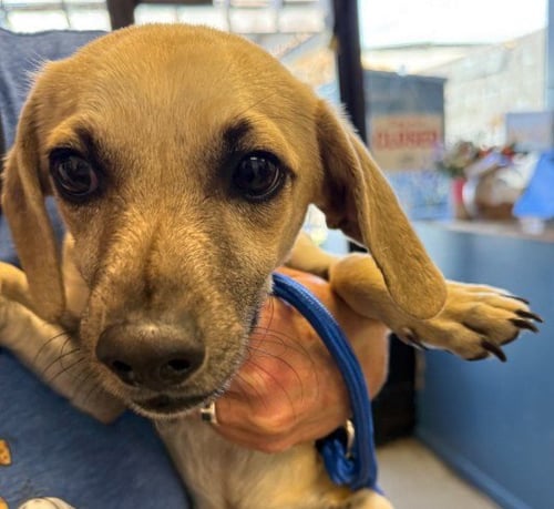 ROLLO - Chihuahua available for adoption