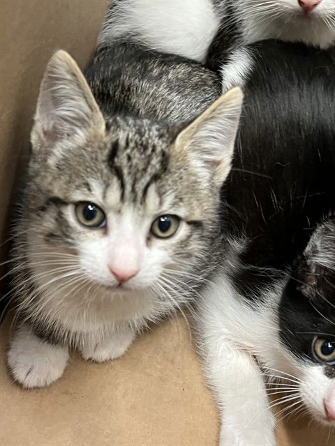 PEPPERCORN - Domestic Short Hair available for adoption