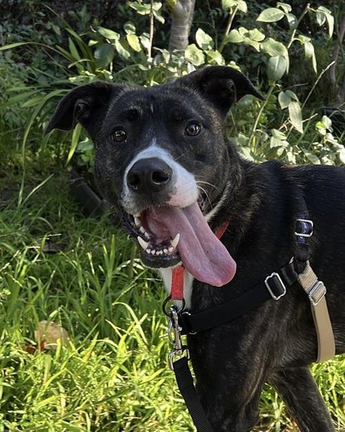 SPUDZ - Pit Bull Terrier for adoption in Oakland