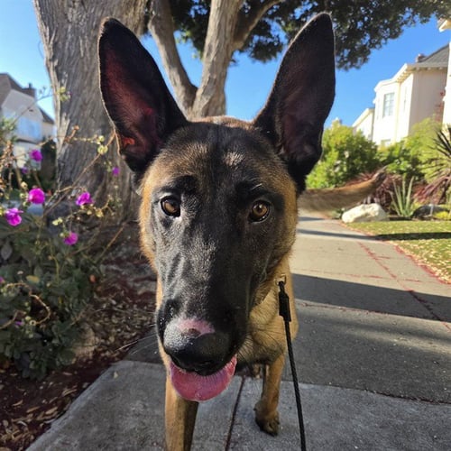 ROCKY - Belgian Shepherd Malinois available for adoption