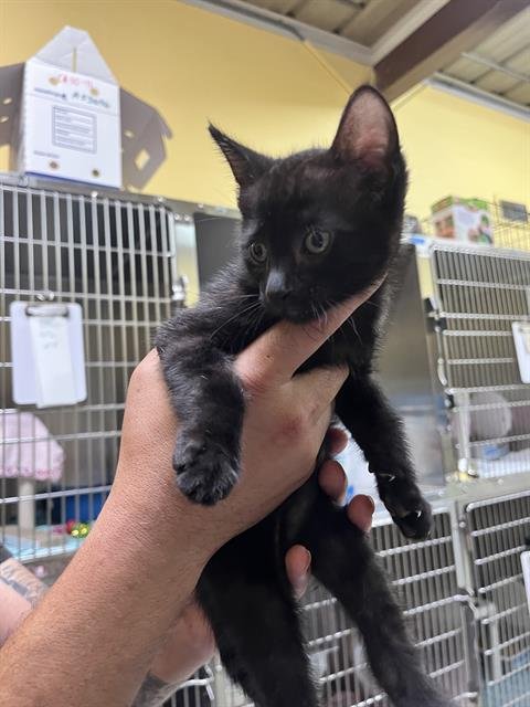 A053767 - Domestic Medium Hair available for adoption