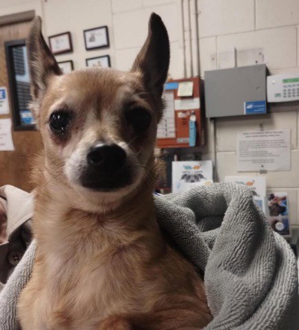 GRACIE - Chihuahua for adoption in Oakland