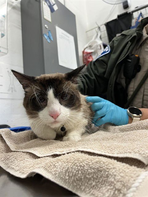 MAX - Ragdoll available for adoption