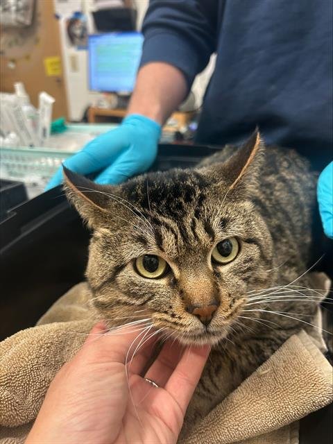 VALENTINE - Domestic Short Hair available for adoption