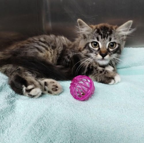 CHARLES - Domestic Medium Hair available for adoption