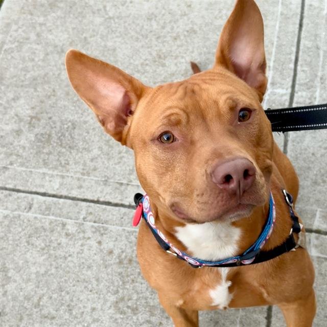 RANGER - American Pit Bull Terrier available for adoption