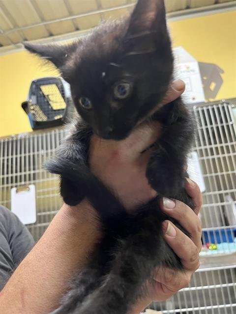 A053764 - Domestic Medium Hair available for adoption