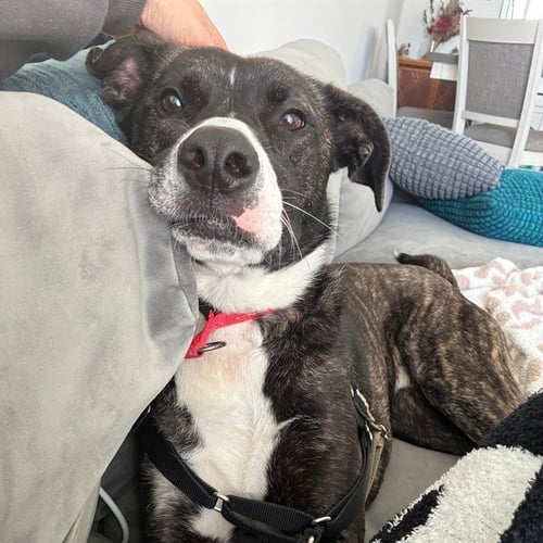 SPUDZ - Pit Bull Terrier available for adoption