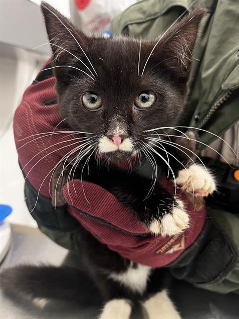 ZEN - Domestic Short Hair available for adoption