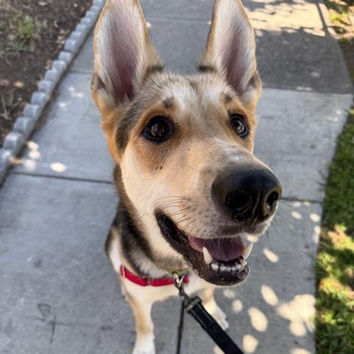 APPLEJACK - German Shepherd Dog available for adoption