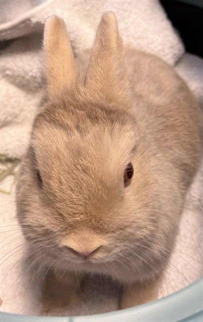 MICHELLE - Shorthaired Rabbit / Netherland Dwarf available for adoption