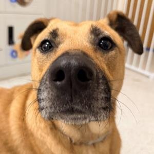 LEXI - German Shepherd Dog available for adoption