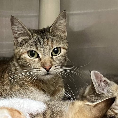 GOUDA - Domestic Short Hair available for adoption