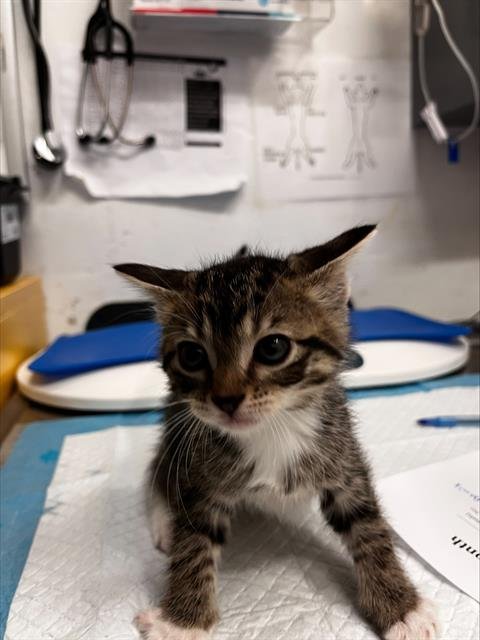 ALLSPICE - Domestic Short Hair available for adoption