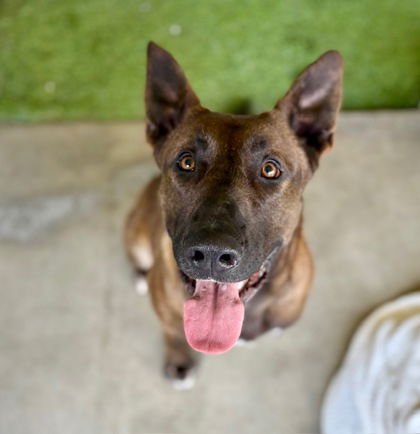 HR - German Shepherd Dog available for adoption