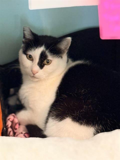 DOTTIE - Domestic Short Hair available for adoption