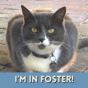 ALCHEMY - Domestic Short Hair available for adoption