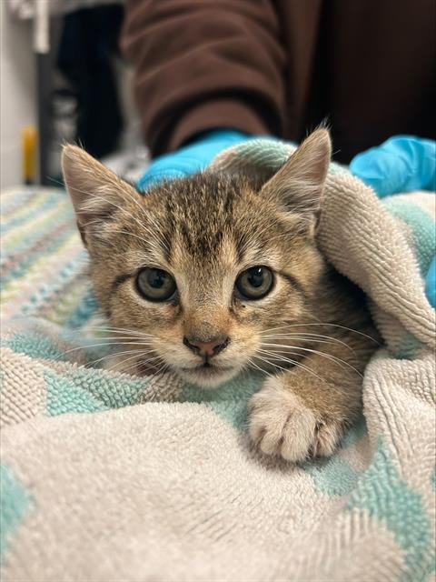 RED - Domestic Short Hair available for adoption