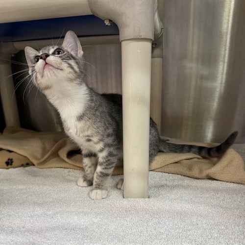 A053741 - Domestic Short Hair available for adoption