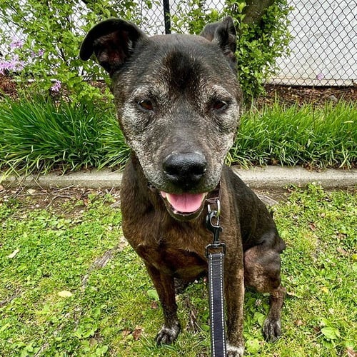 GAMBIT - Staffordshire Bull Terrier available for adoption