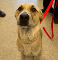 TOOTSIE - Photo 1