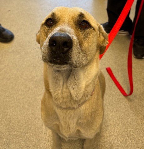 TOOTSIE - Labrador Retriever available for adoption