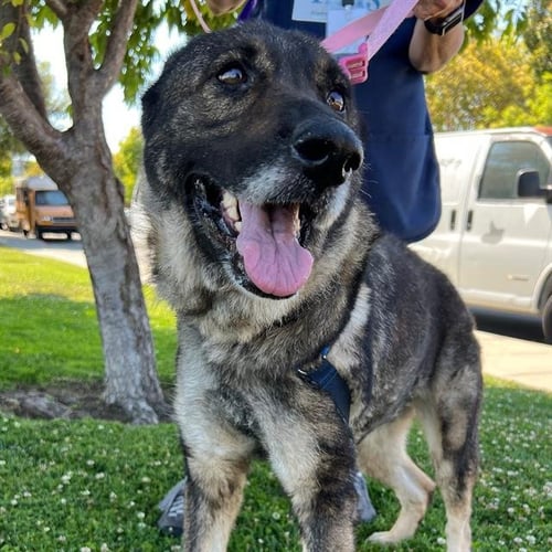 DUSTY LUCILLE - German Shepherd Dog available for adoption