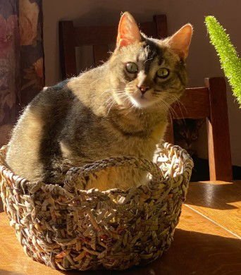 MILLIE - Domestic Short Hair available for adoption