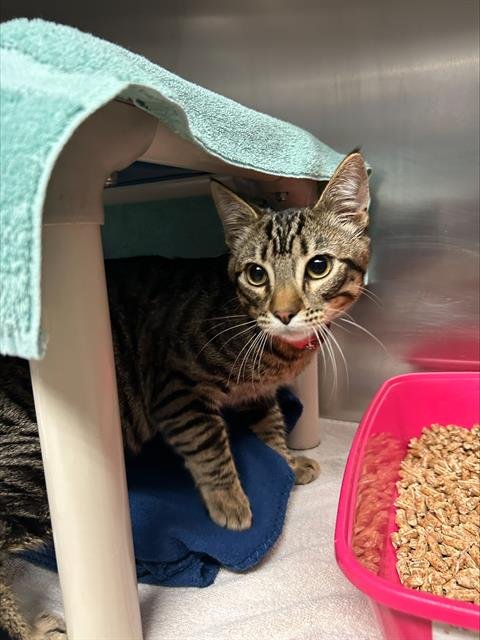 PEANUT BUTTER - Domestic Short Hair available for adoption