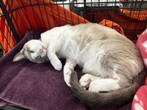 ICE CREAM - Siamese available for adoption