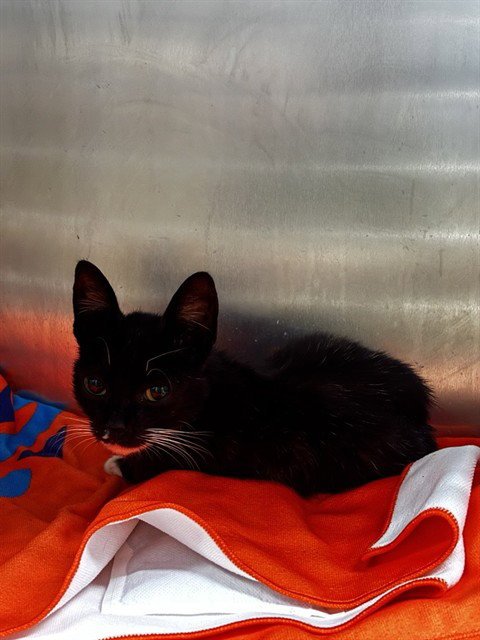 SOPHIA - Domestic Short Hair available for adoption