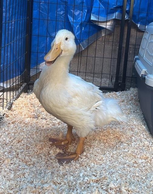 DOJA DUCKALINI - Duck available for adoption