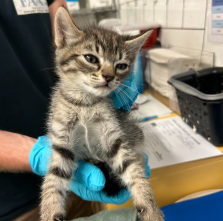JOE - Domestic Short Hair available for adoption