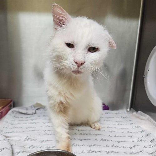 ALABASTER - Domestic Short Hair available for adoption