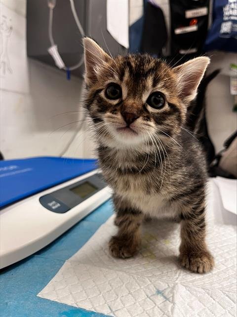 TAMARIND - Domestic Short Hair available for adoption