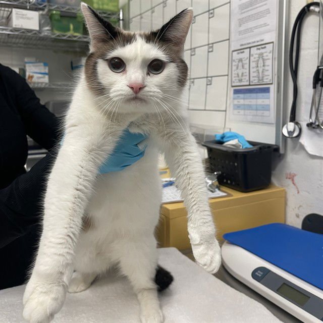 ATHENA - Snowshoe available for adoption