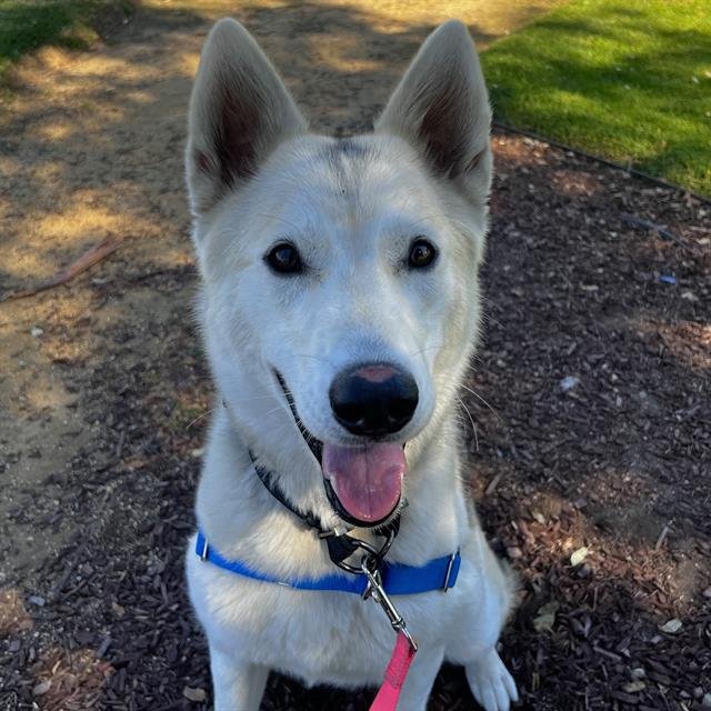 SERPA - Husky available for adoption