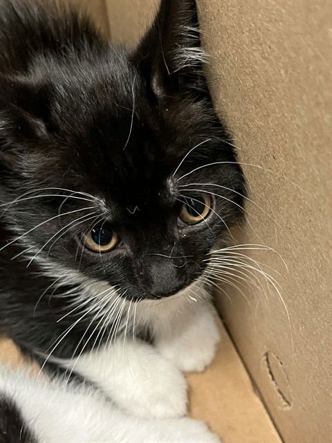 CARDAMOM - Domestic Short Hair available for adoption