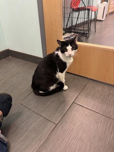 ZORRO - Domestic Short Hair available for adoption