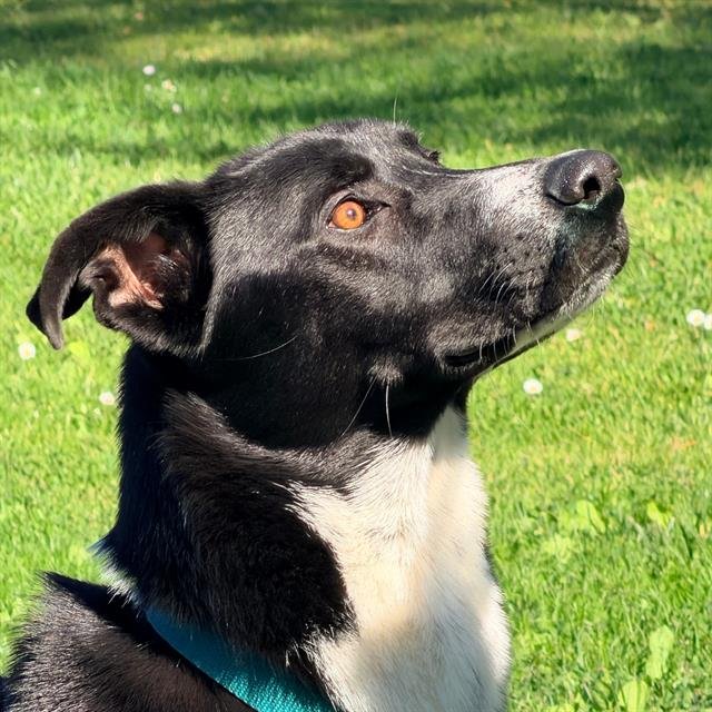 JASPER - German Shepherd Dog available for adoption